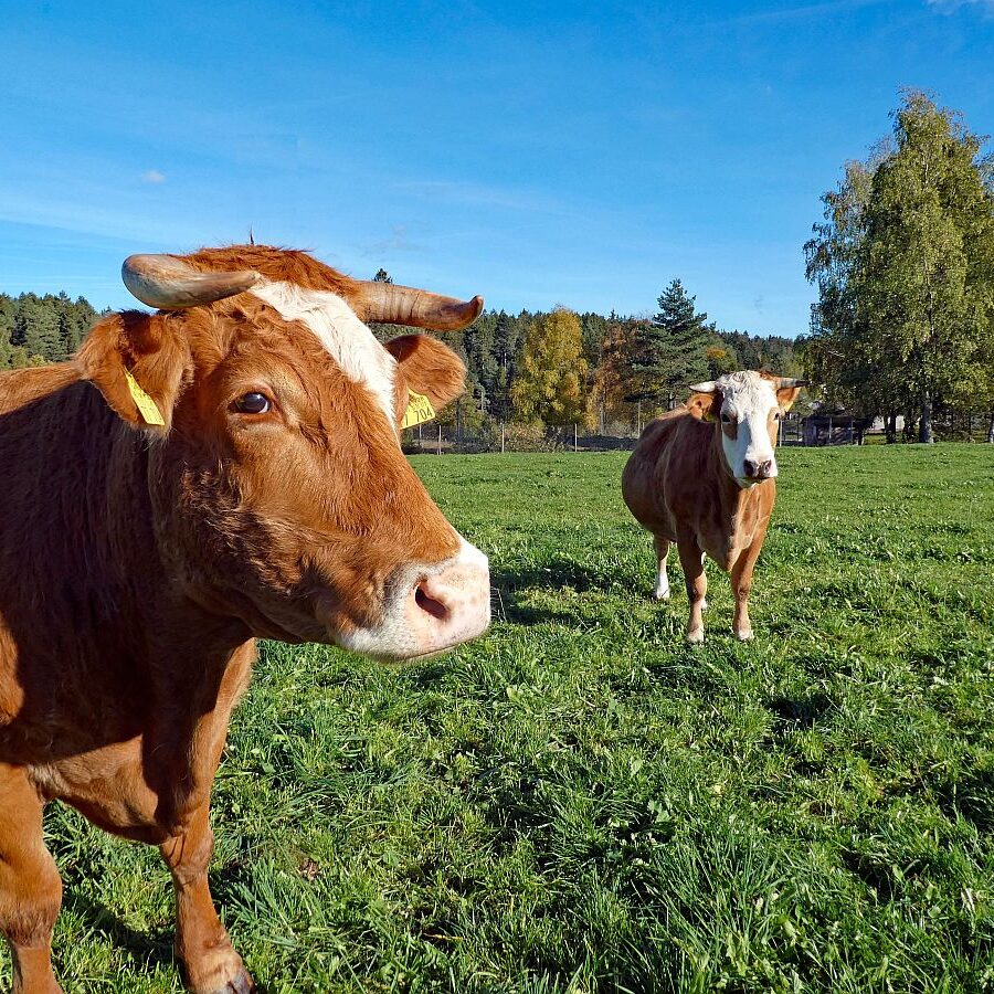 Rund um den Ferienpark in Tennenbronn 12