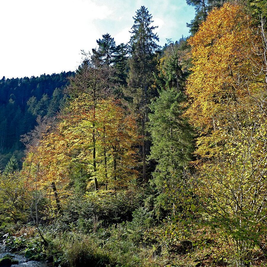 Tennenbronn Bernecktal Herbst 01