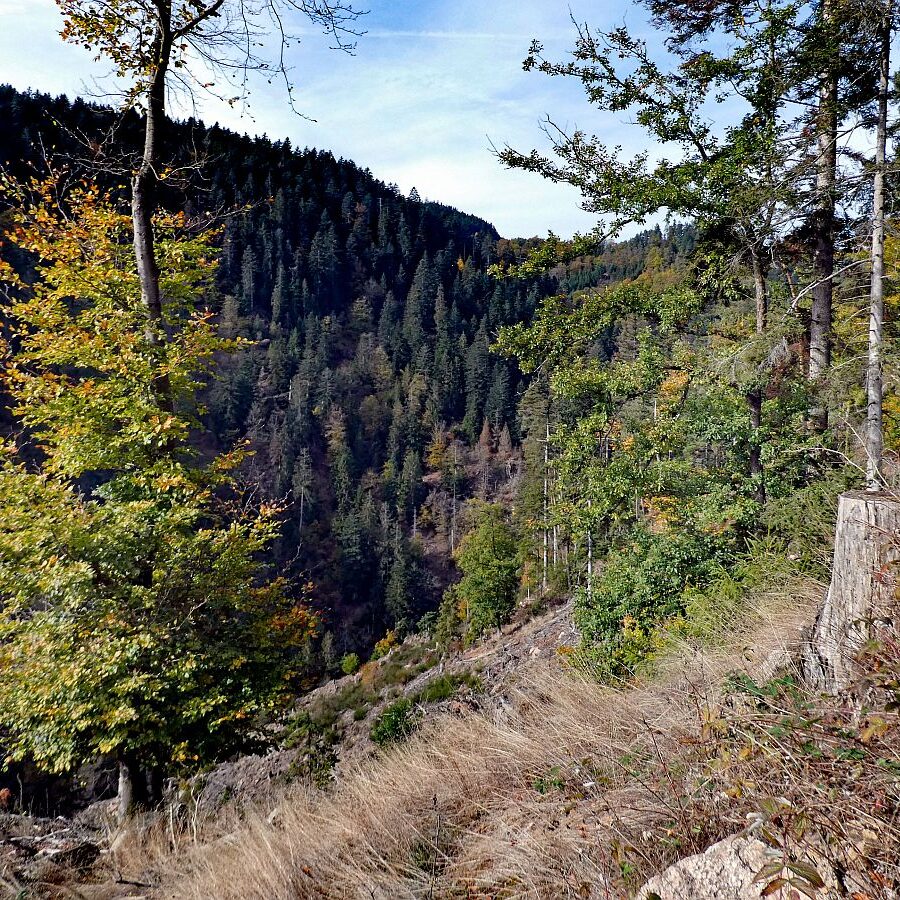 Tennenbronn Bernecktal Herbst 10