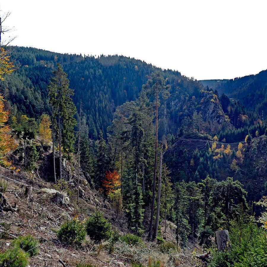 Tennenbronn Bernecktal Herbst 11