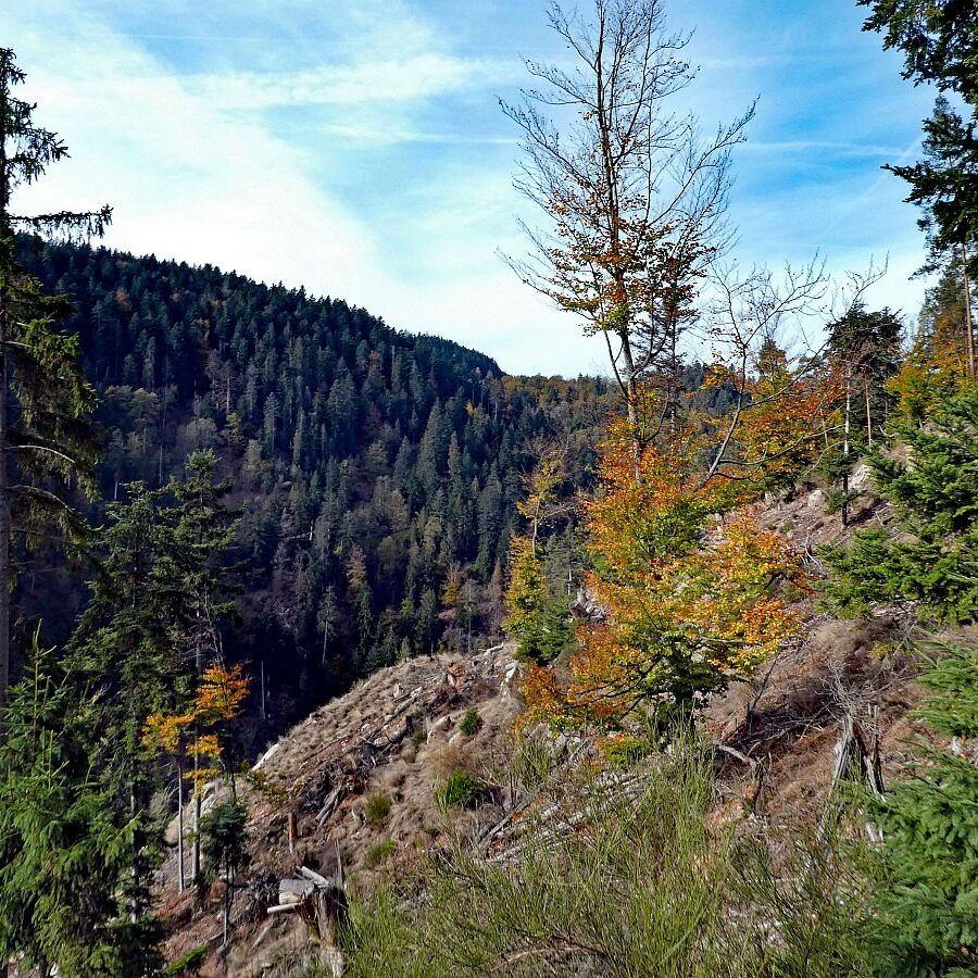 Tennenbronn Bernecktal Herbst 12
