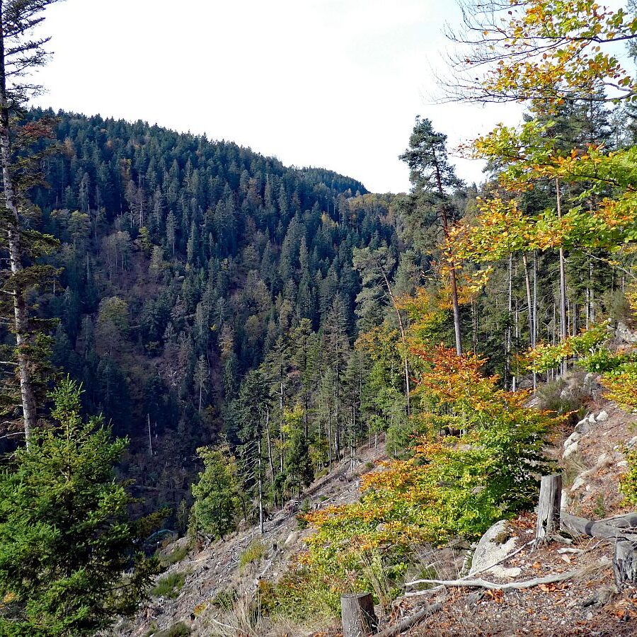 Tennenbronn Bernecktal Herbst 13