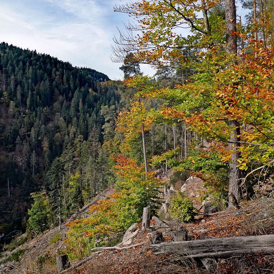 Tennenbronn Bernecktal Herbst 14