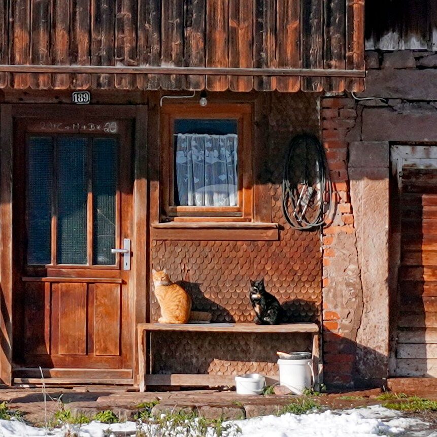 Erster Schnee in Tennenbronn 12