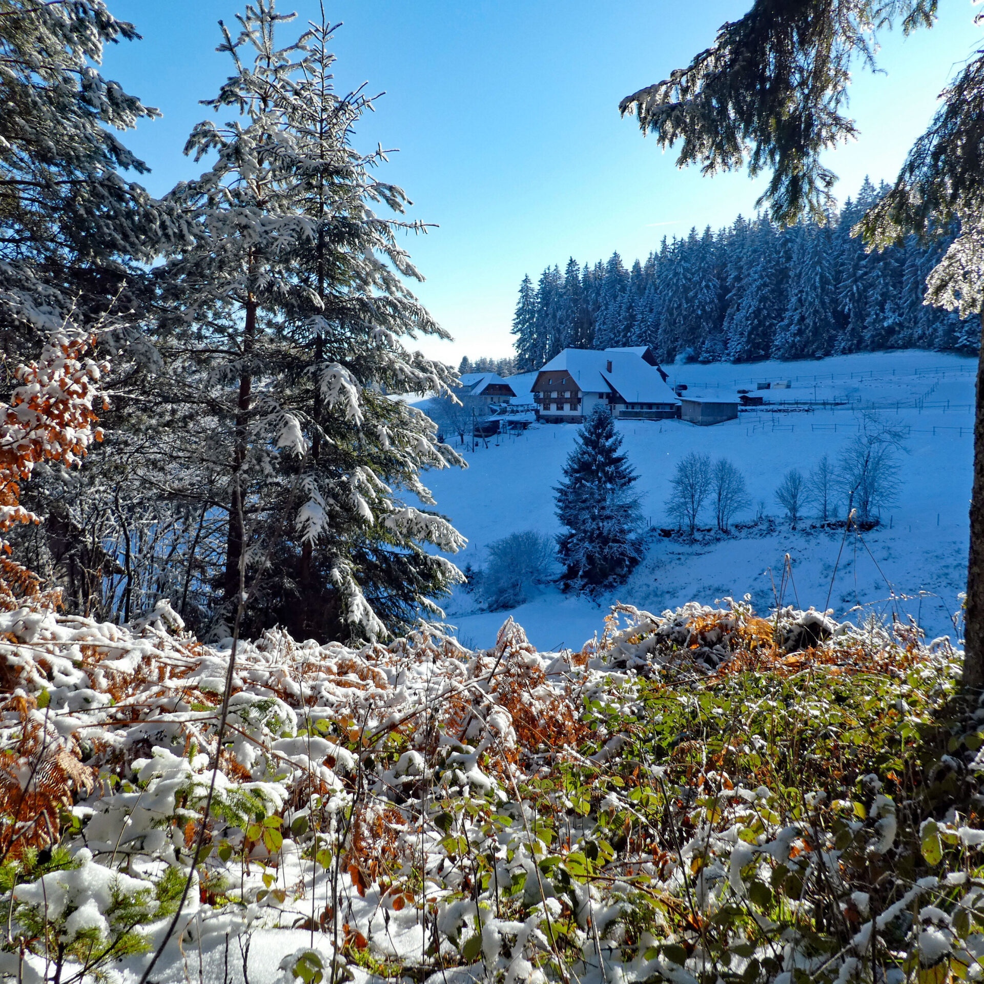 Schnee in Tennenbronn Bapist Unterm Wald Lindehiesle Dobel Schwarzenbach 09