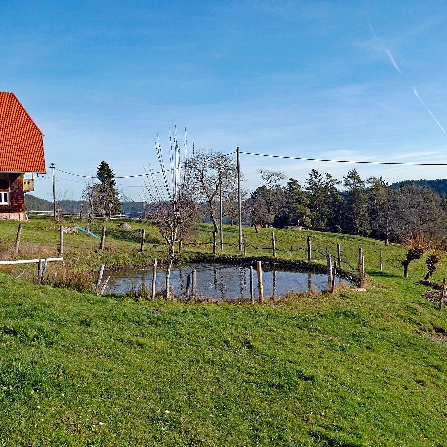 Kuehe am Mittelberg 01