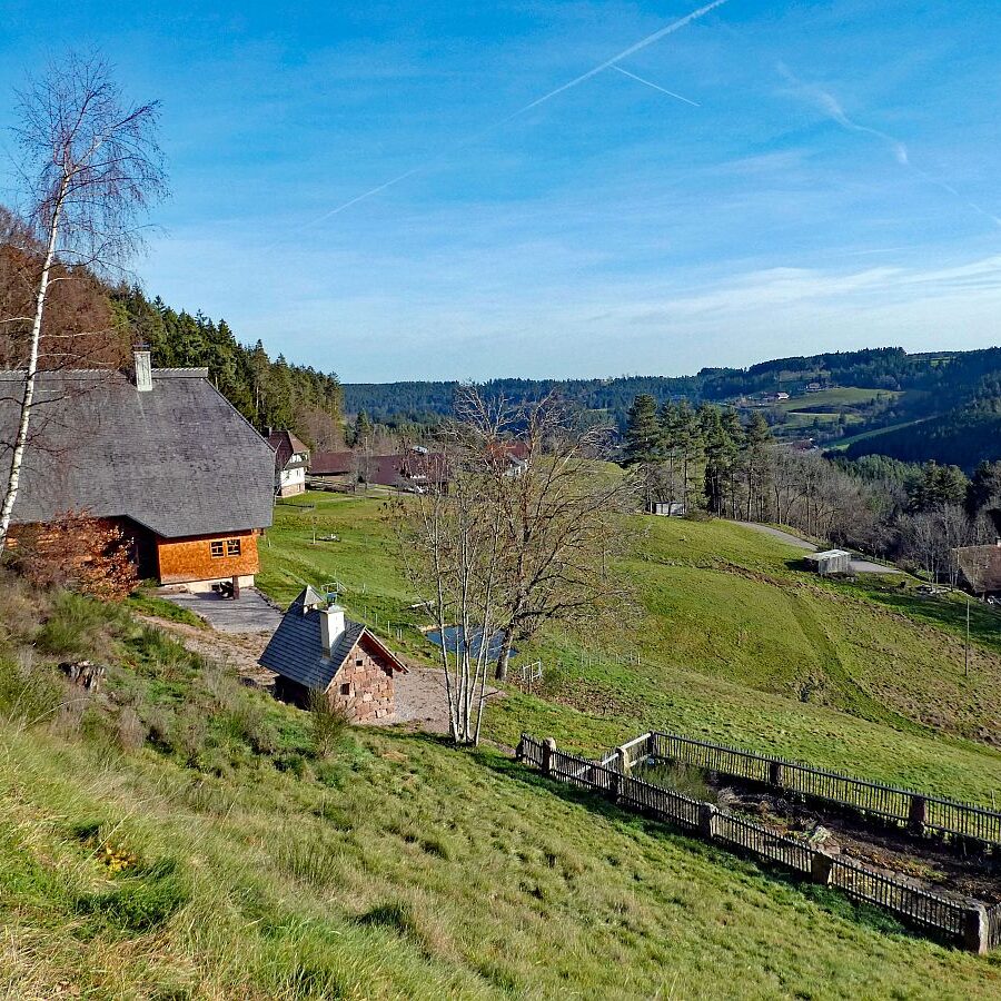 Kuehe am Mittelberg 02
