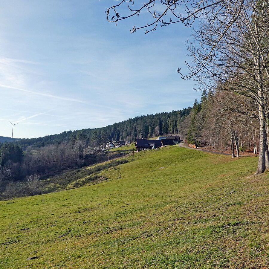 Kuehe am Mittelberg 03
