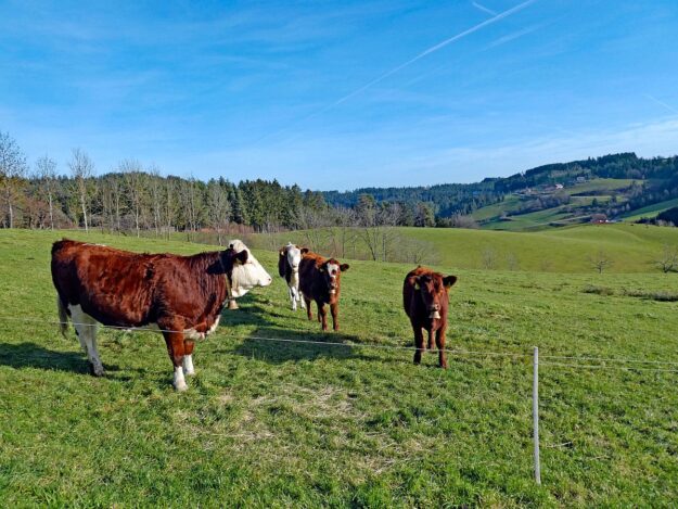 Kuehe am Mittelberg 07 Kuehe am Mittelberg 07