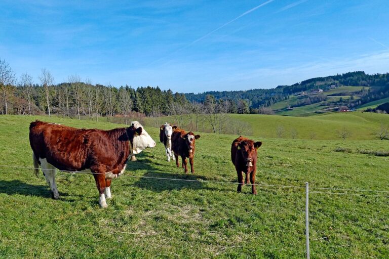 Kuehe am Mittelberg 07