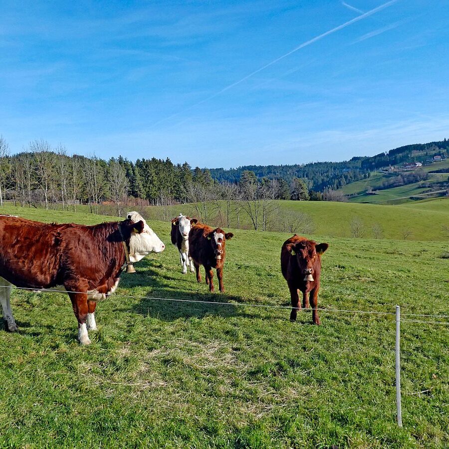 Kuehe am Mittelberg 07