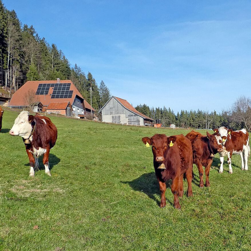 Kuehe am Mittelberg 08