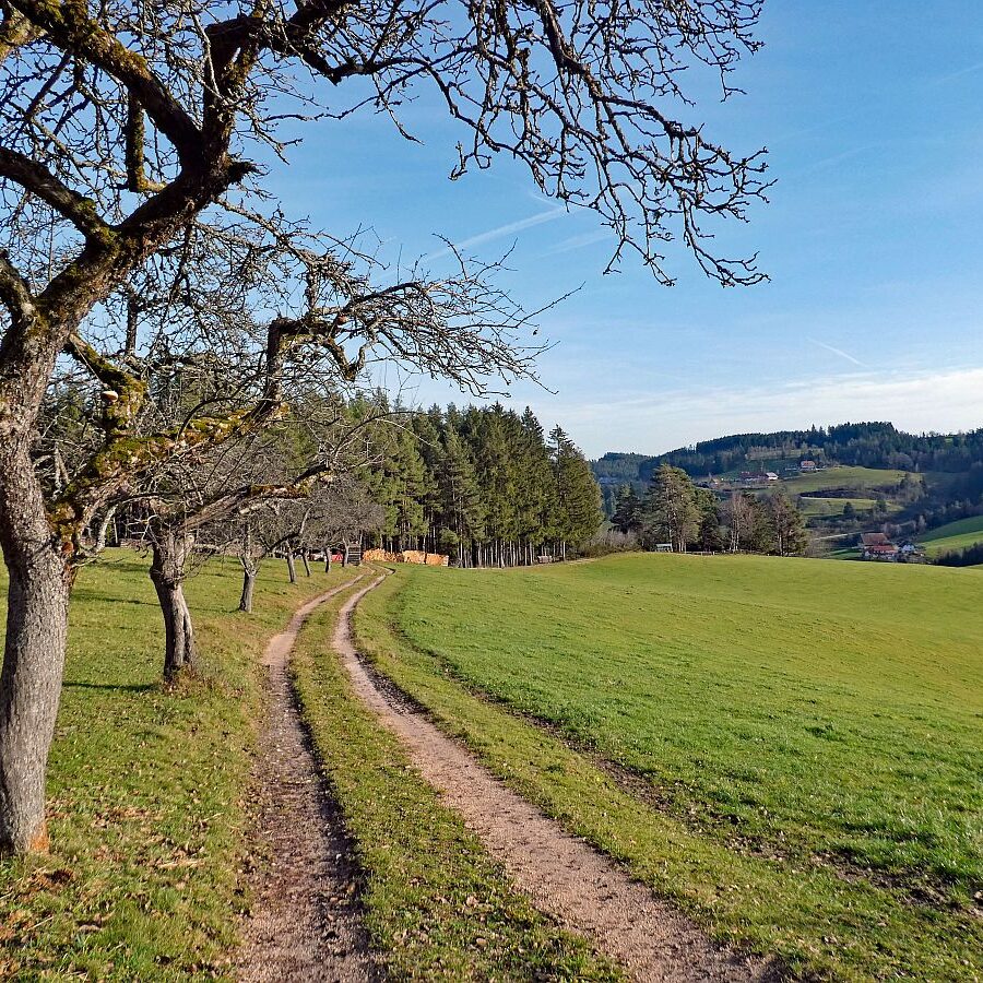 Kuehe am Mittelberg 09