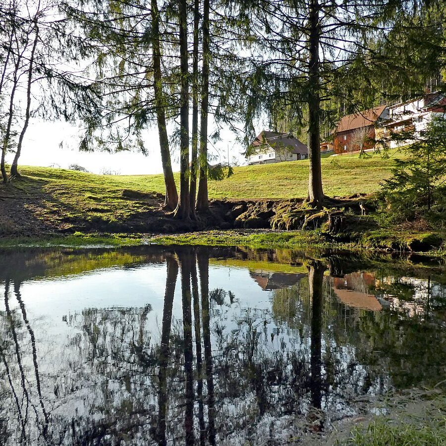 Kuehe am Mittelberg 10