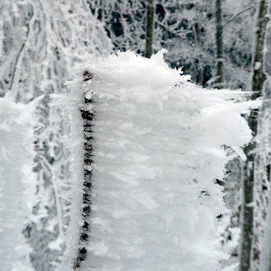 Rauhreif auf den Baeumen in Tennenbronn 02