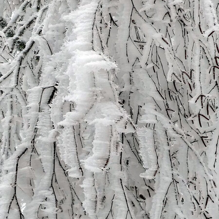 Rauhreif auf den Baeumen in Tennenbronn 03