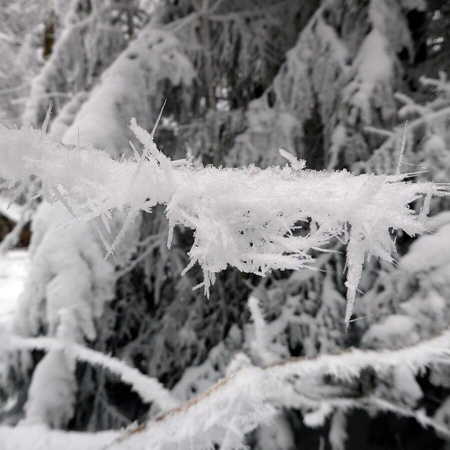 Rauhreif auf den Baeumen in Tennenbronn 06