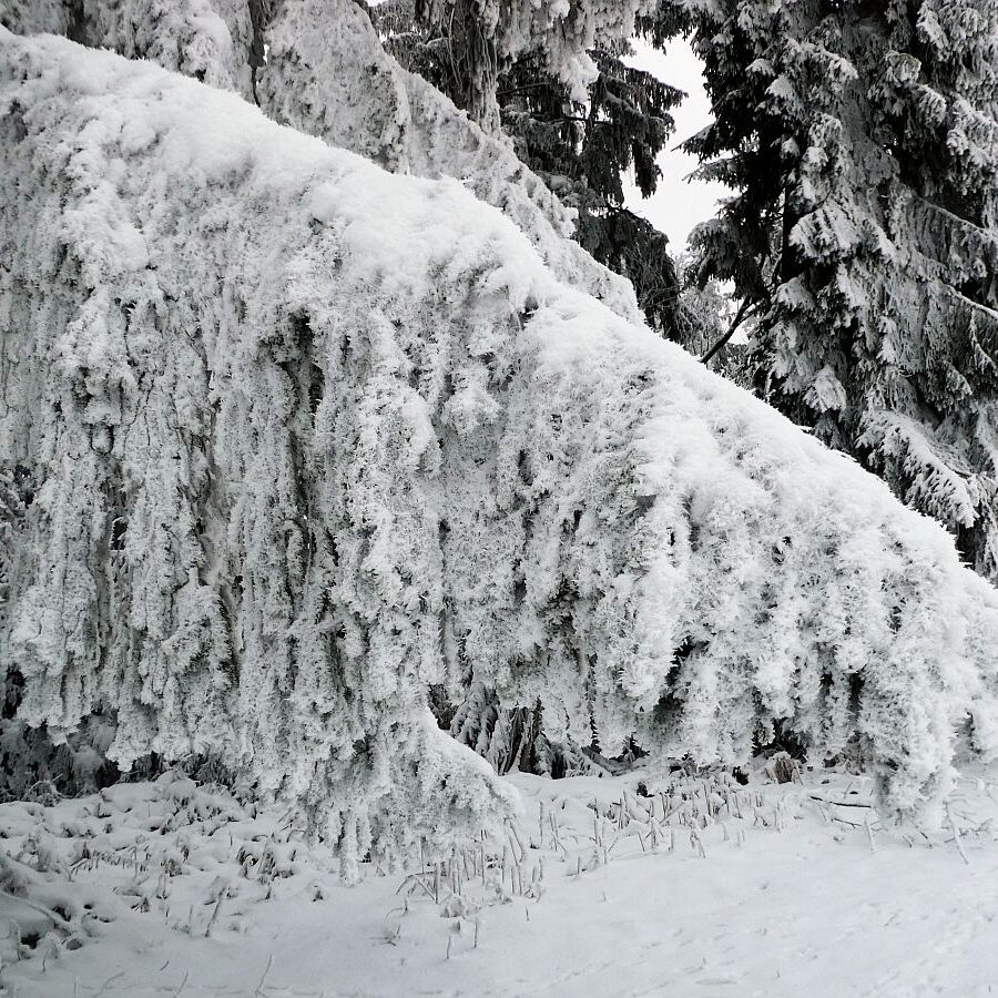 Rauhreif auf den Baeumen in Tennenbronn 08