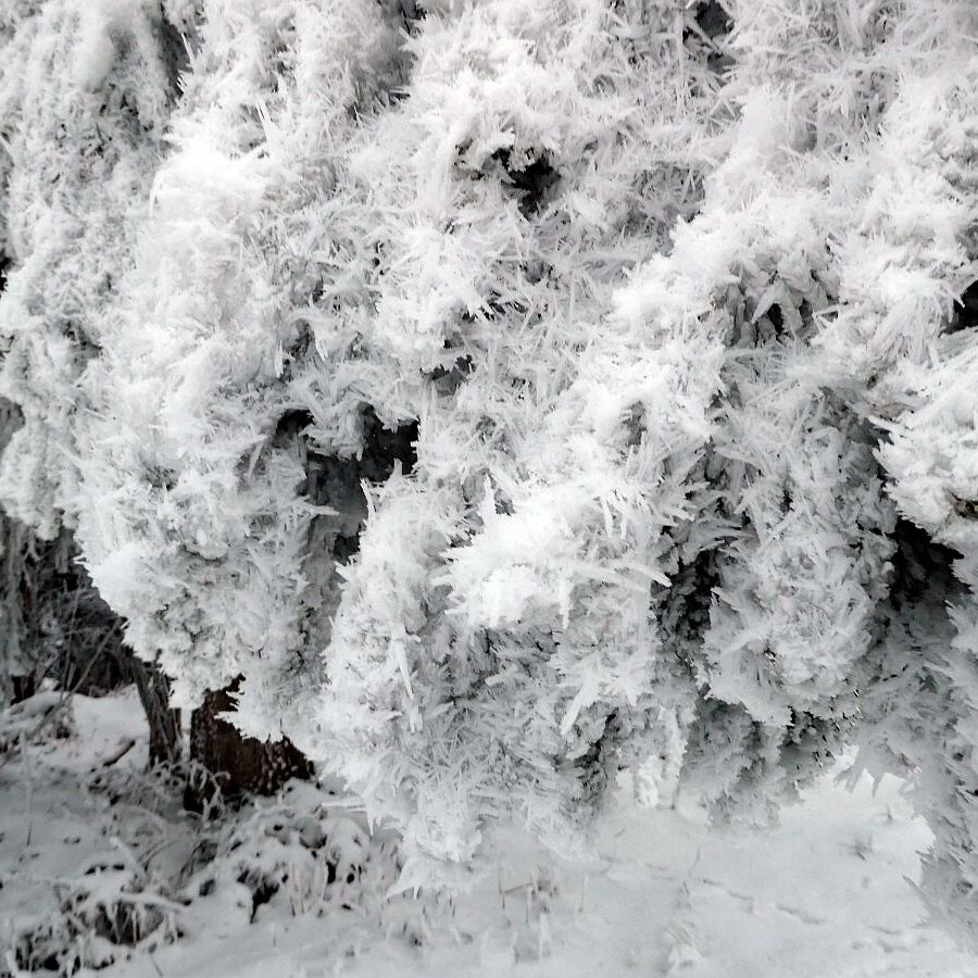 Rauhreif auf den Baeumen in Tennenbronn 11