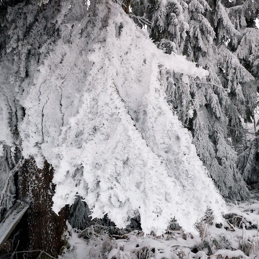 Rauhreif auf den Baeumen in Tennenbronn 12