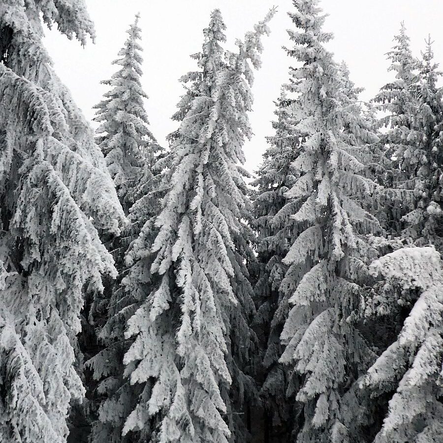 Rauhreif auf den Baeumen in Tennenbronn 21