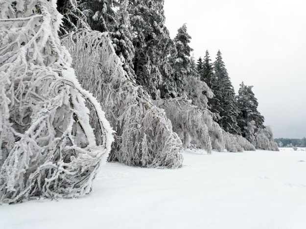 Rauhreif auf den Baeumen in Tennenbronn 24 Rauhreif auf den Baeumen in Tennenbronn 24