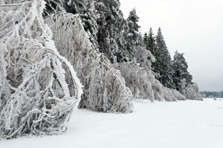 Rauhreif auf den Baeumen in Tennenbronn 24