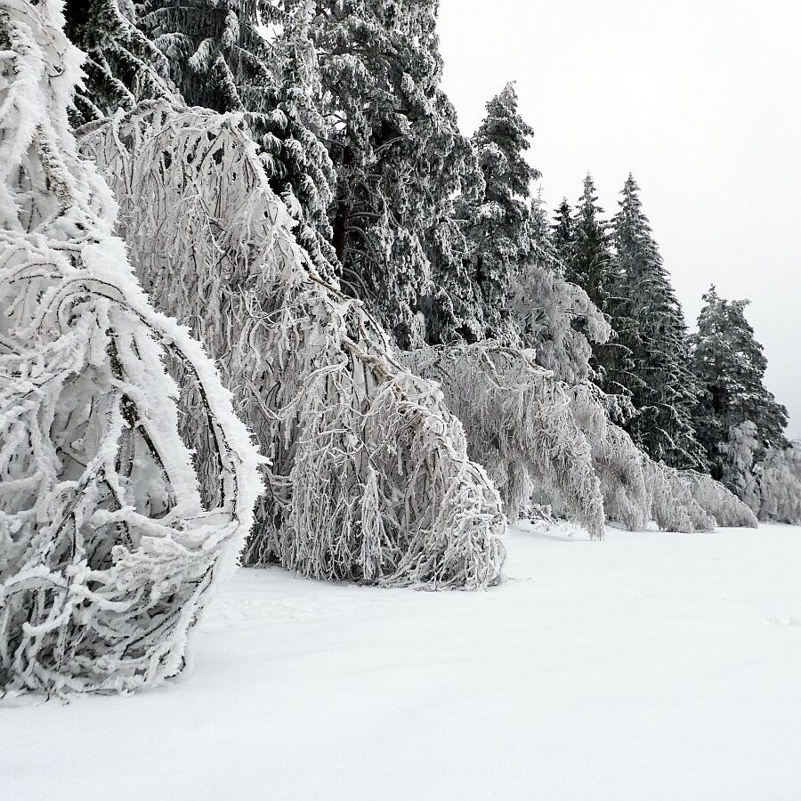 Rauhreif auf den Baeumen in Tennenbronn 24