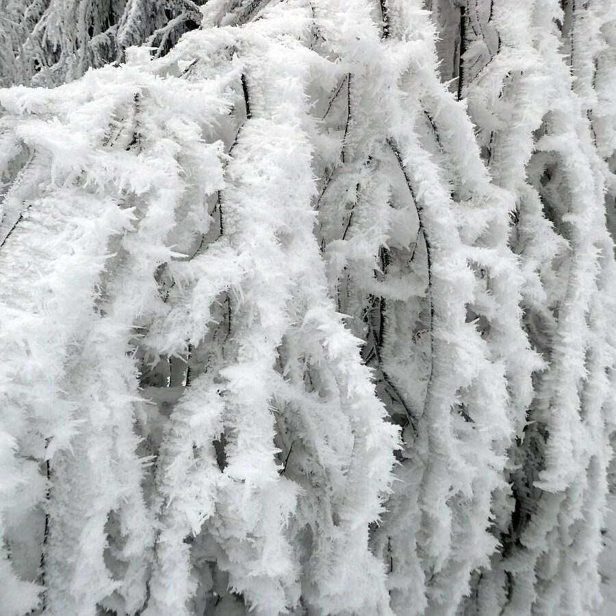 Rauhreif auf den Baeumen in Tennenbronn 25