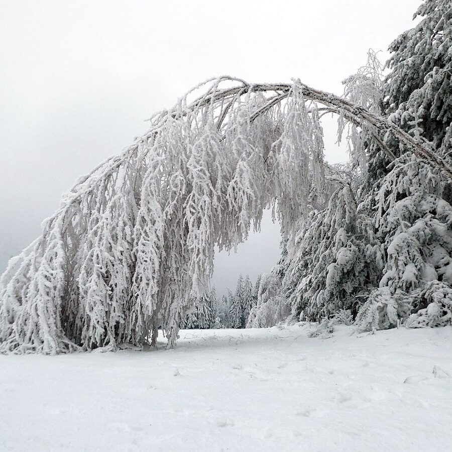 Rauhreif auf den Baeumen in Tennenbronn 30