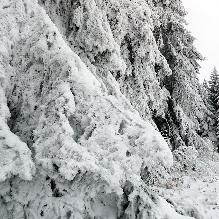 Rauhreif auf den Baeumen in Tennenbronn 35