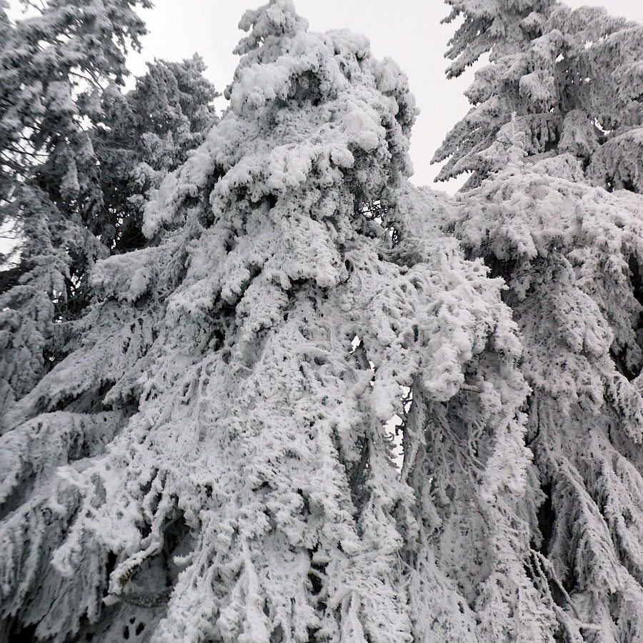 Rauhreif auf den Baeumen in Tennenbronn 36