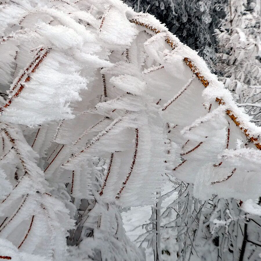 Rauhreif auf den Baeumen in Tennenbronn 43