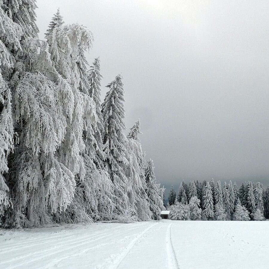 Rauhreif auf den Baeumen in Tennenbronn 45