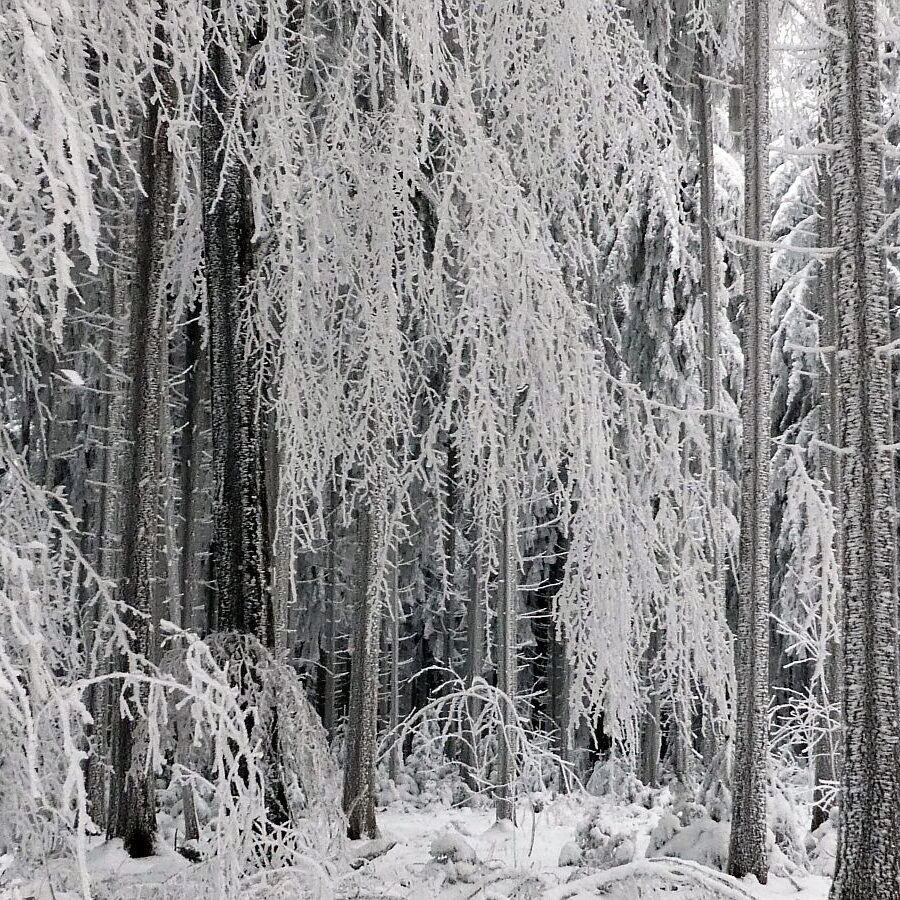 Rauhreif auf den Baeumen in Tennenbronn 53