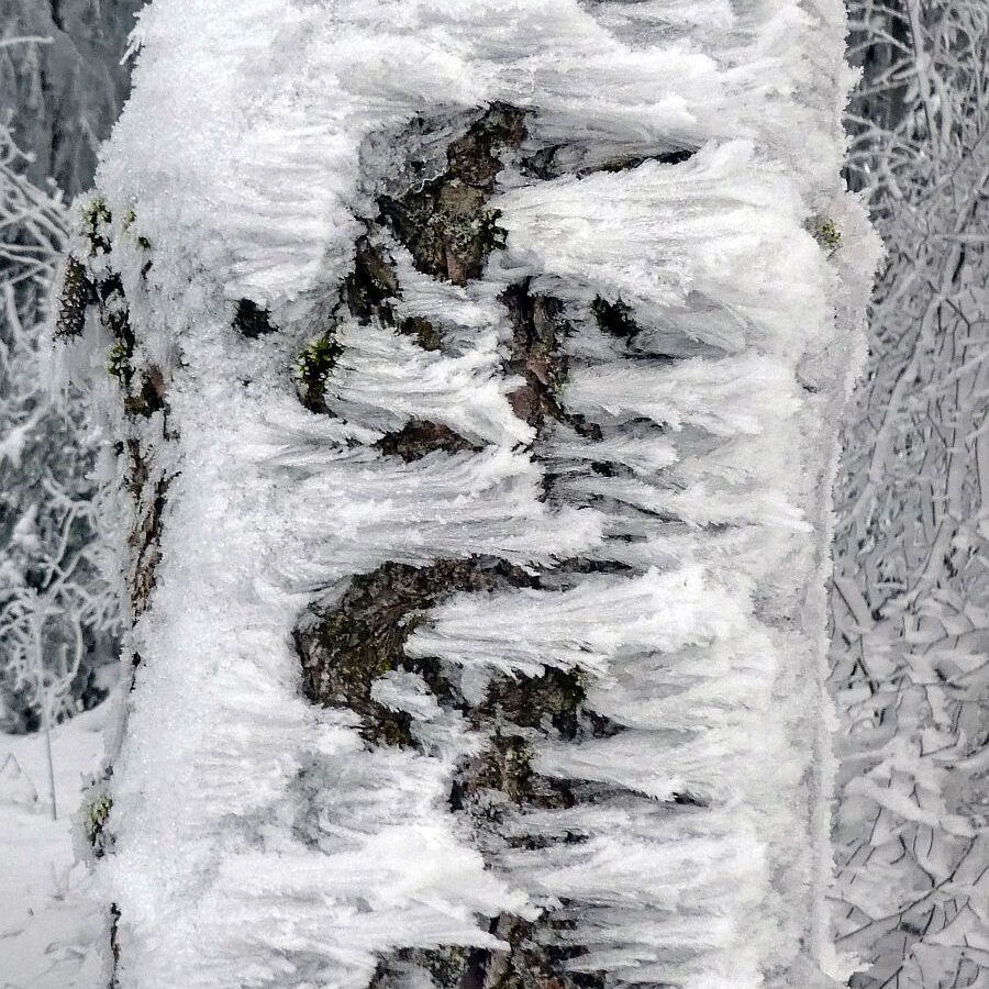 Rauhreif auf den Baeumen in Tennenbronn 58
