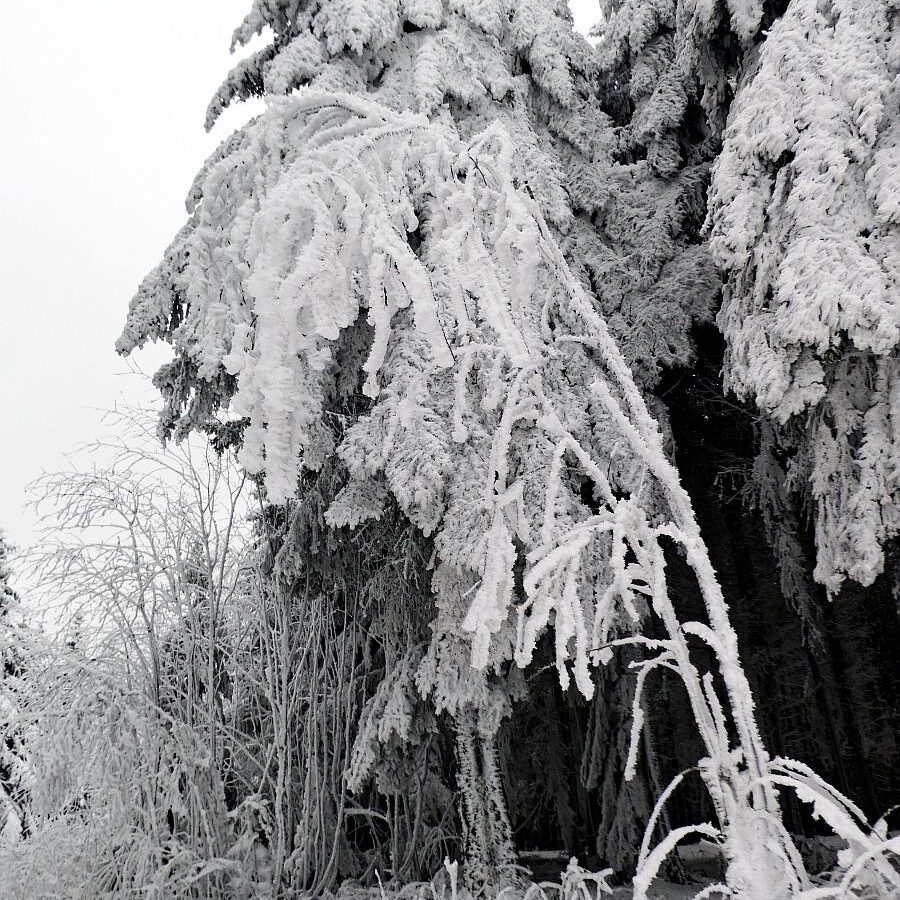 Rauhreif auf den Baeumen in Tennenbronn 60
