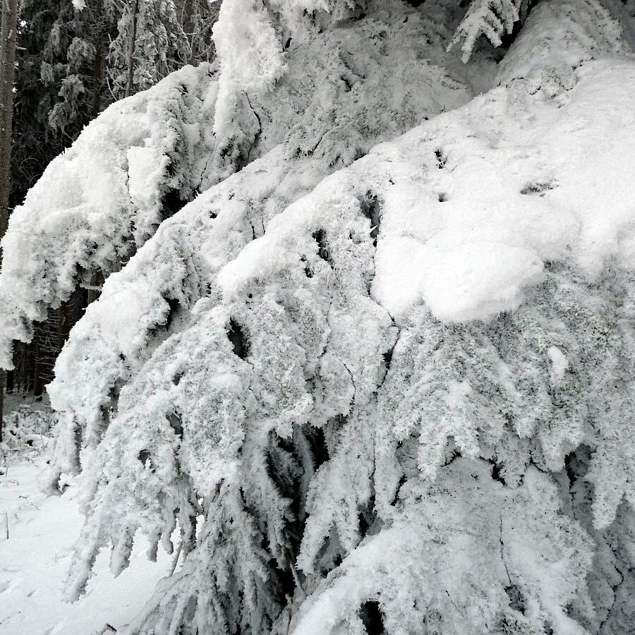 Rauhreif auf den Baeumen in Tennenbronn 61