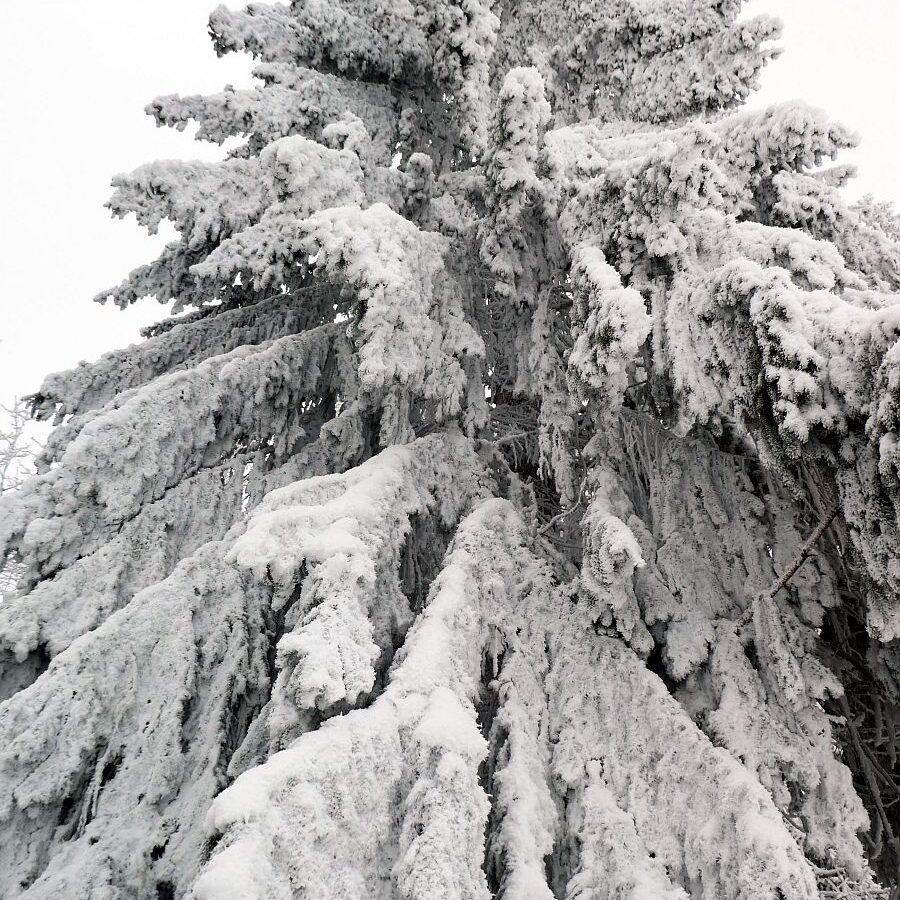 Rauhreif auf den Baeumen in Tennenbronn 9a