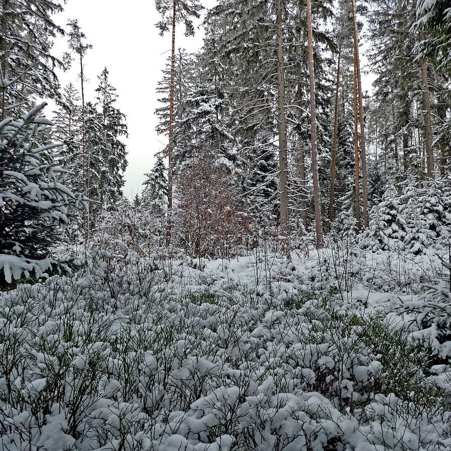 Winter bei bedecktem Wetter 09