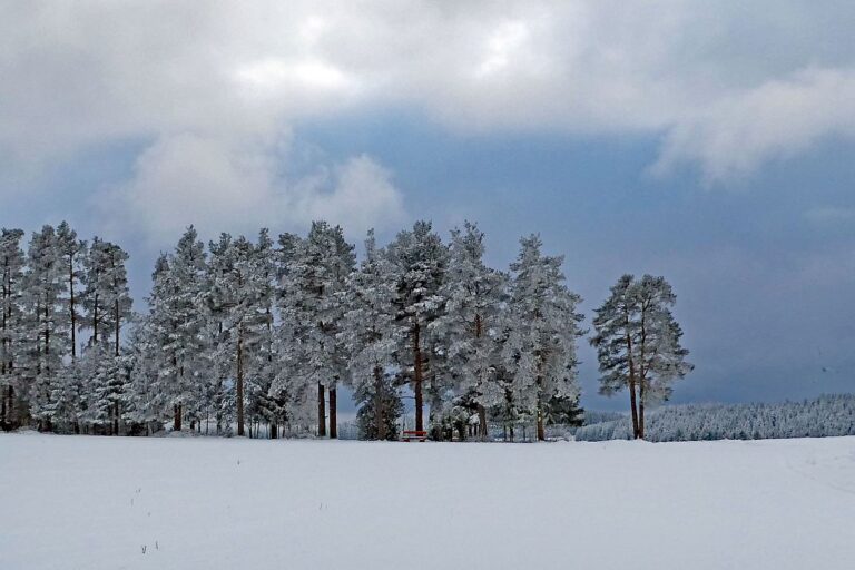 Winter bei bedecktem Wetter 12