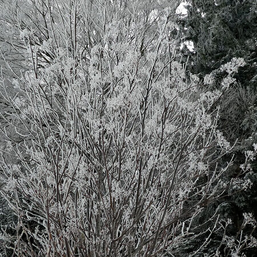 Winter bei bedecktem Wetter 14