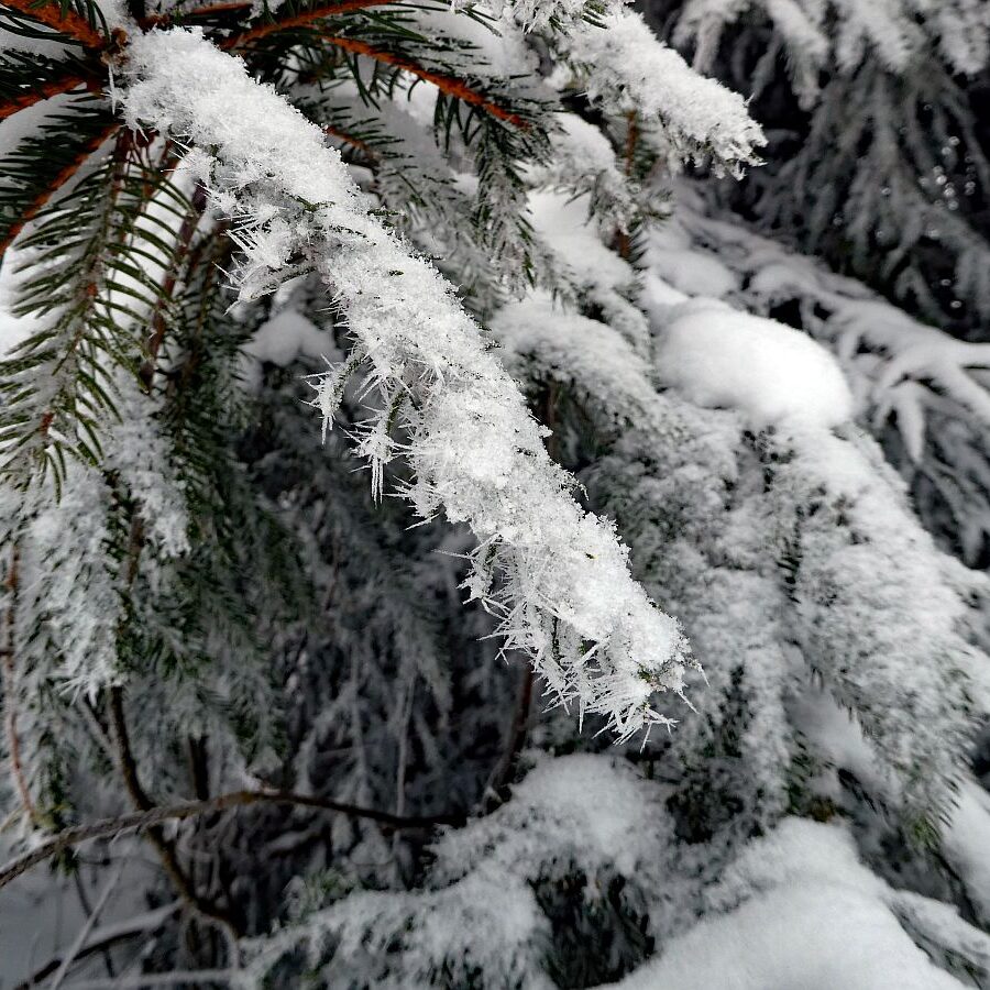 Winter bei bedecktem Wetter 15