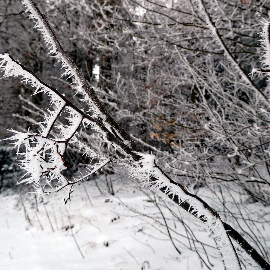 Winter bei bedecktem Wetter 16