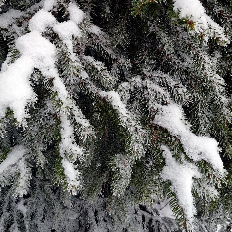 Winter bei bedecktem Wetter 21