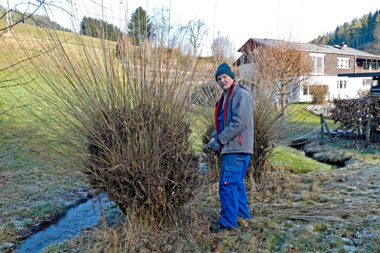 Heimathaus Tennenbronn Weiden schneiden 3