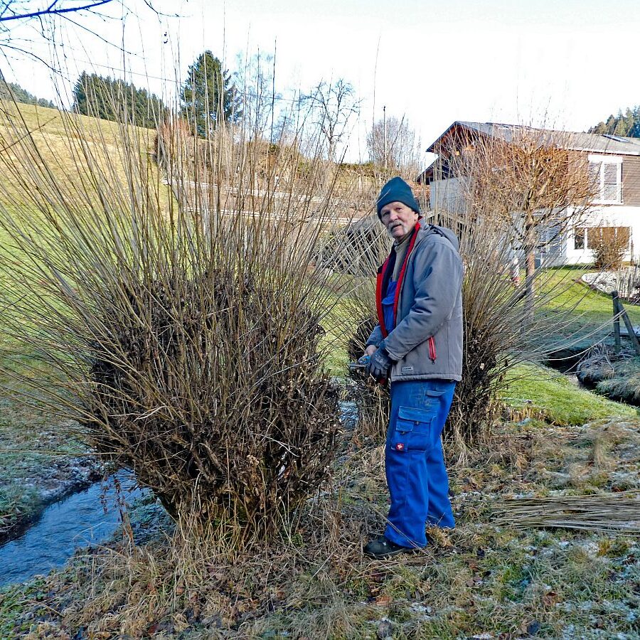 Heimathaus Tennenbronn Weiden schneiden 3