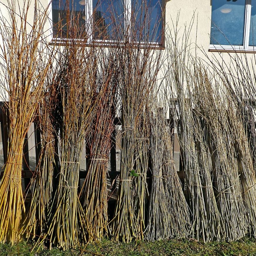 Heimathaus Tennenbronn Weiden schneiden 4