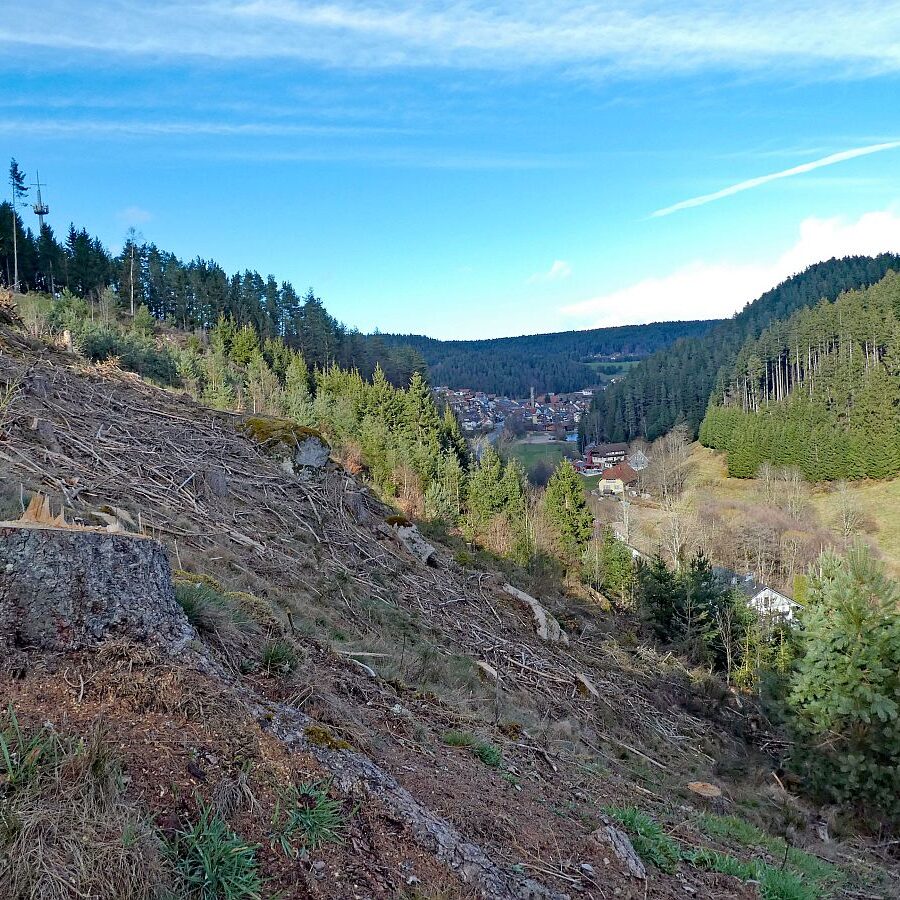 Tennenbronn Kaesberg Weierhalde See 08