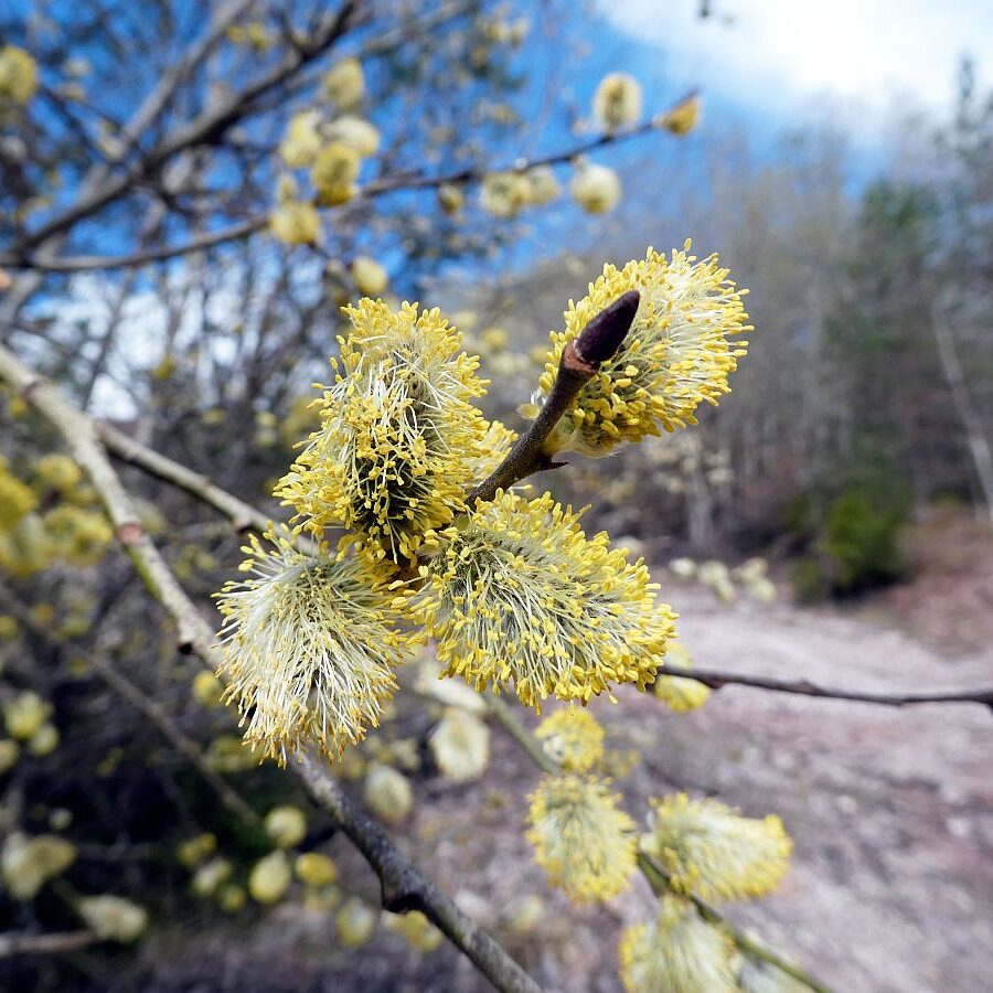 Wanderung zum Schloesslefelsen Tennenbronn 04